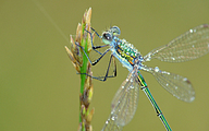 Small Spreadwing (Male, Lestes virens)